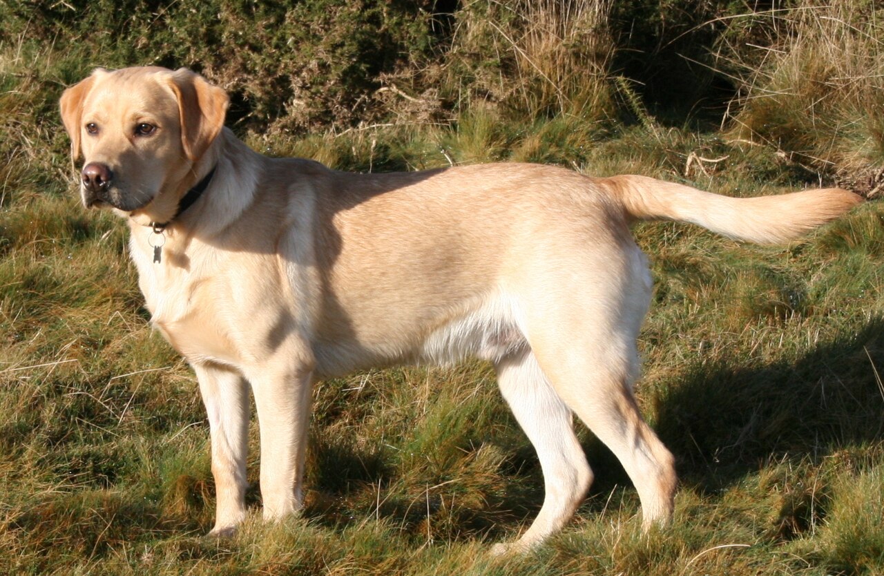 Documentary reference photograph — Labrador Retriever