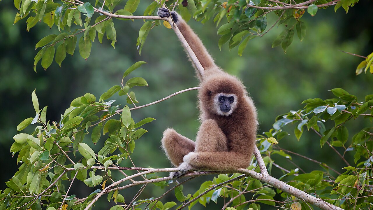 What the classifier now reports — gibbon