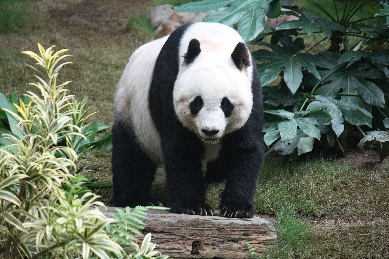 Original photograph — giant panda